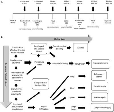 Association of Chronic Myelogenous (Basophilic) Leukemia and the BCR/ABL Mutation in a Yucatan Barrow (Sus scrofa domestica)